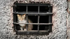 Perché i gatti che non escono mai di casa spesso diventano apatici e ingrassano